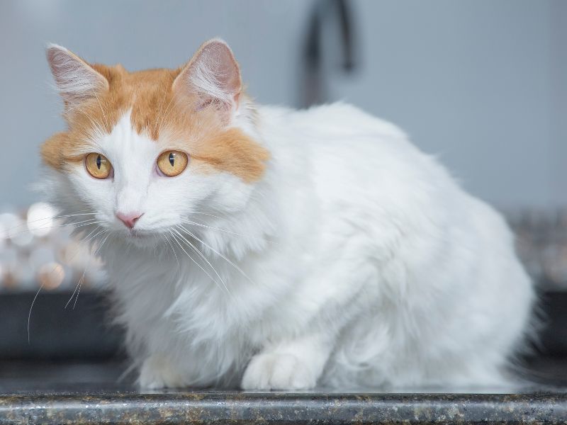 19. Turkish Van