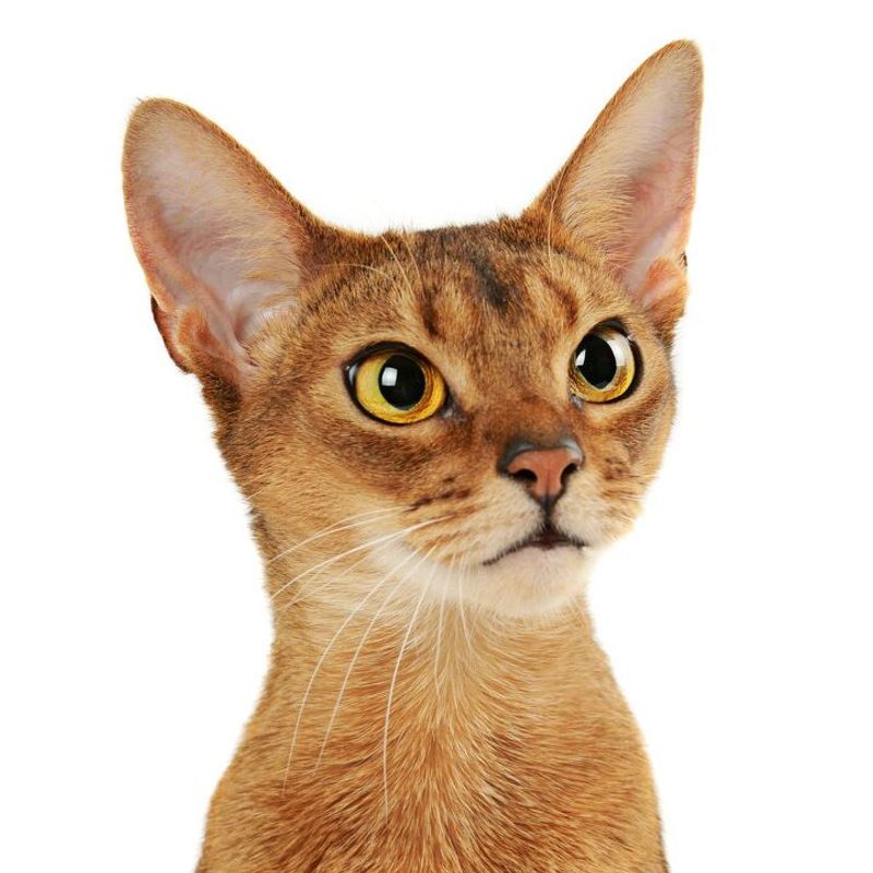 2. Abyssinian