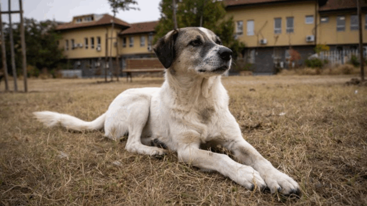20 Animals That Could Be a Real Threat to Your Cat
