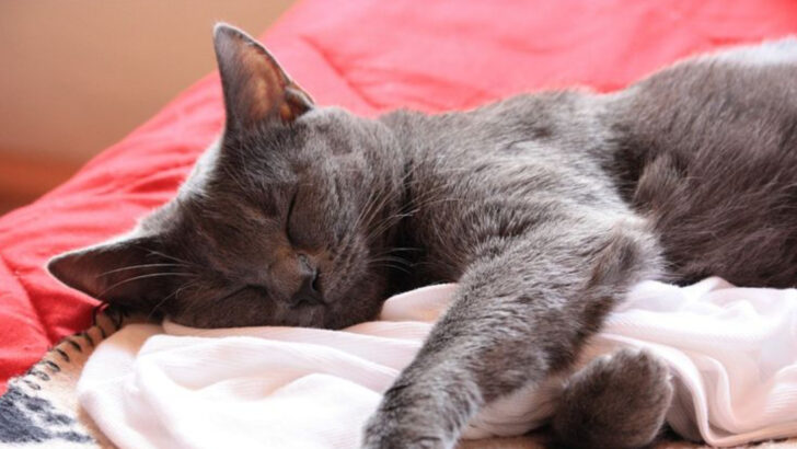 20 Cat Breeds That Spend More Time Sleeping Than Anything Else