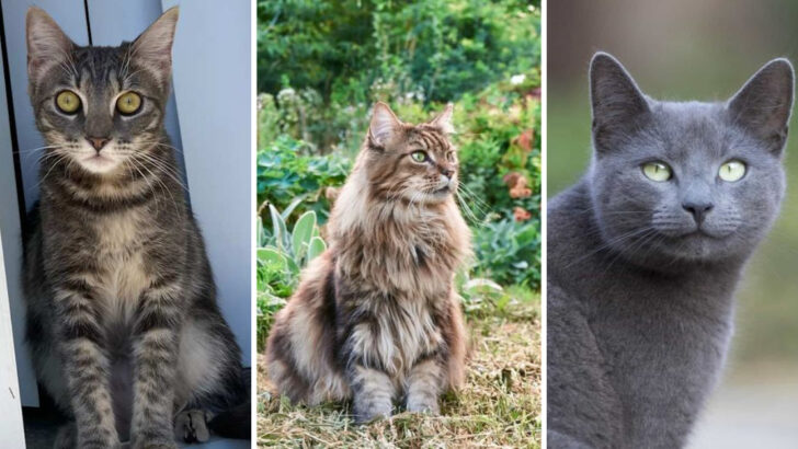 20 Cat Breeds with Strong Territorial Instincts