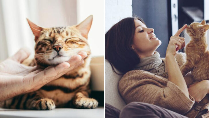 20 Cat Discipline Tips Every Cat Owner Needs to Know