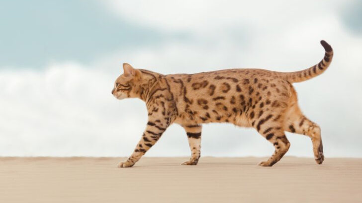 20 Cats Famous for Their Brains and Endless Curiosity