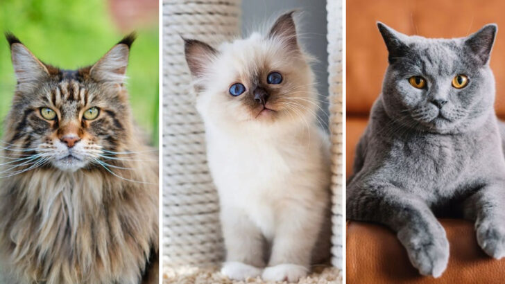 20 Most Affectionate Cat Breeds