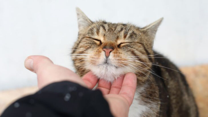 20 Reasons Why Cats Purr