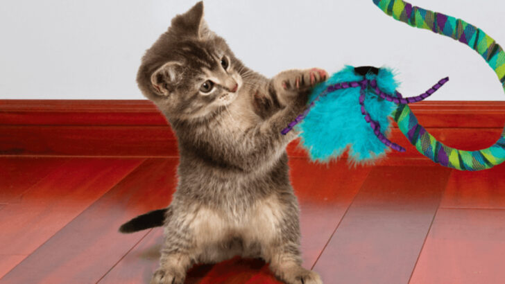 20 Signs Your Cat Has Let Go of Their Old Fears