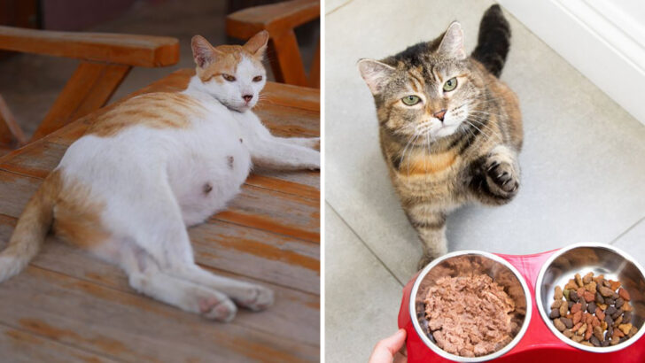 20 Tips For Caring For A Pregnant Cat