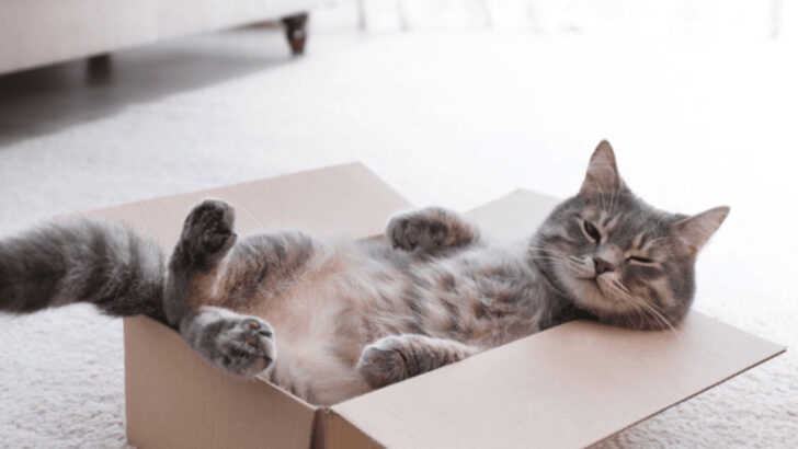 20 Typical Cat Behaviors That Should Never Be Corrected