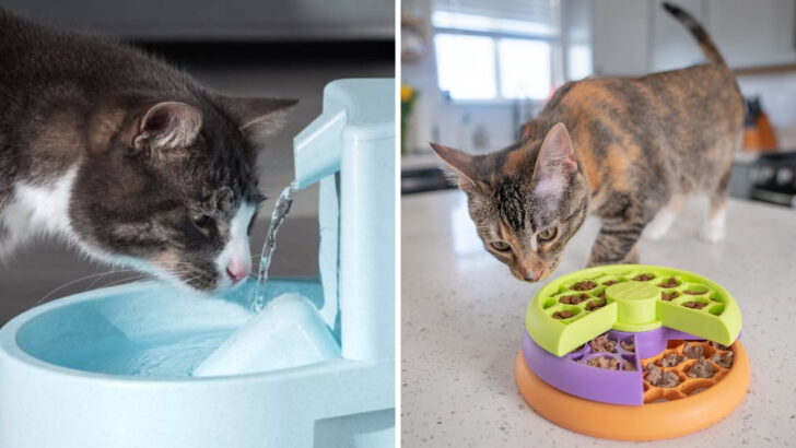20 Ways to Help a Cat That Refuses Food but Drinks Water