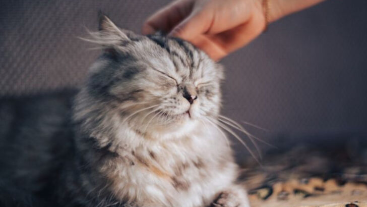 20 Ways To Show Your Cat You Care (And How They’ll Truly Feel It)