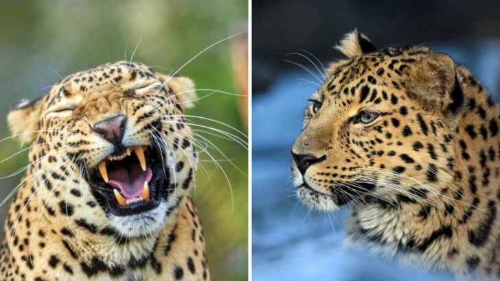 21 Little-Known Facts About The Endangered Amur Leopard