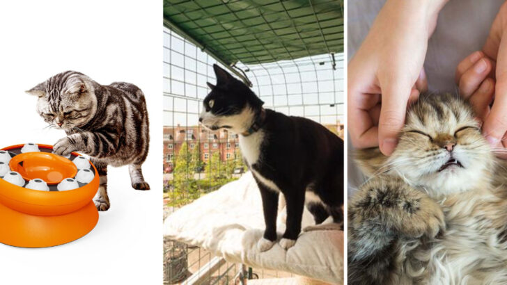 21 Ways To Tackle Cat Boredom And Aggression, According To Experts