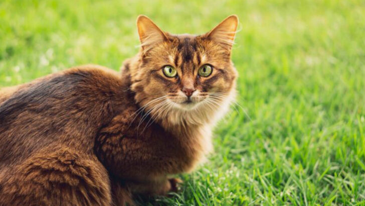 22 Cat Breeds With Big Hearts and Friendly Attitudes