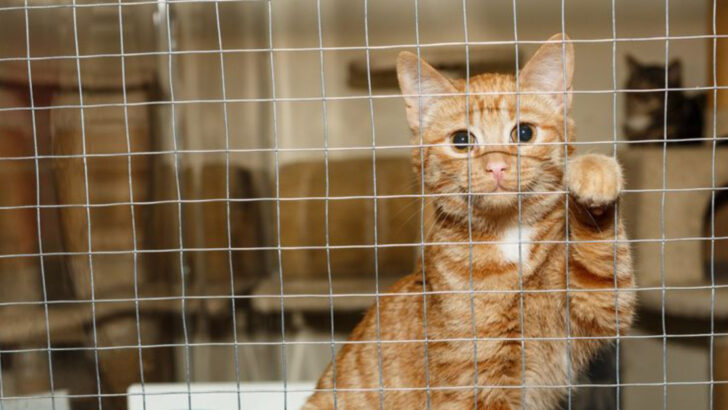 22 Cats That Deserve A Home But Keep Getting Ignored
