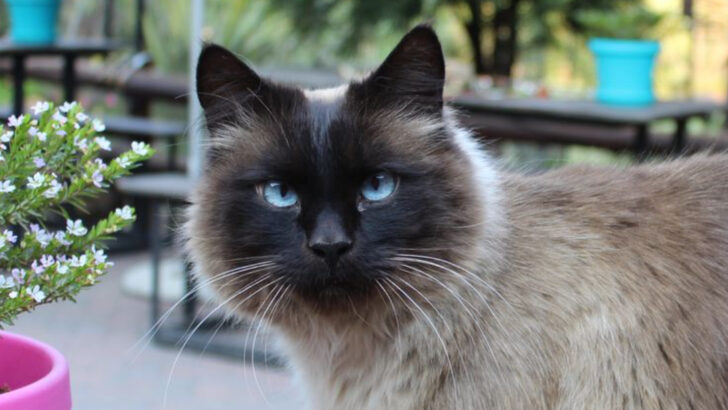 23 Cat Breeds With The Highest IQs, According To Science