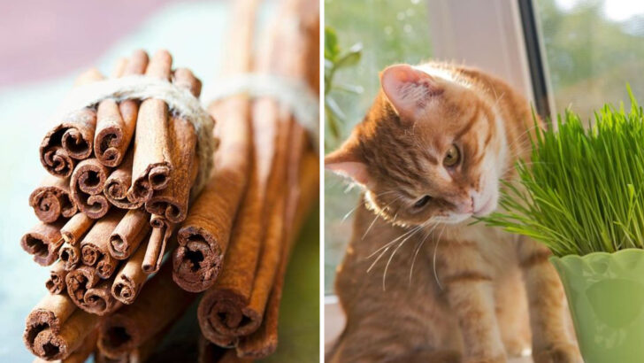 23 Smells Cats Can’t Stand & 5 Scents They Adore