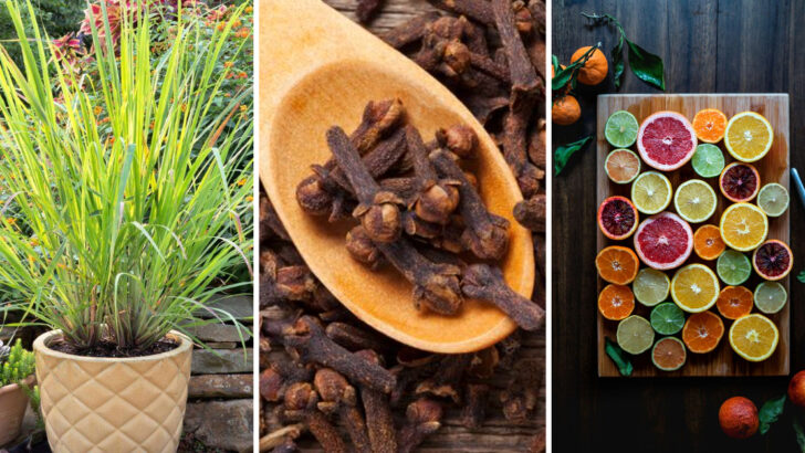25 Common Scents That Cats Absolutely Despise