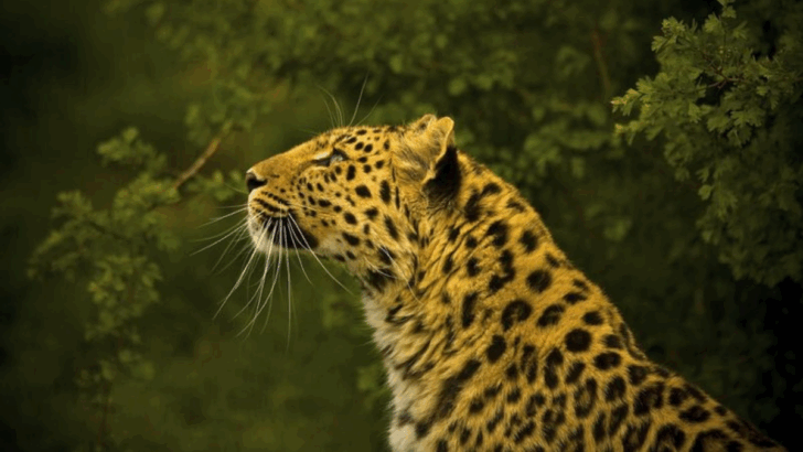 26 Rare and Endangered Big Cats the World Can’t Afford to Lose