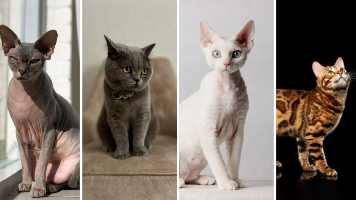 31 Most Popular Cat Breeds In The World