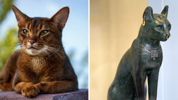 5 Ancient Cat Breeds You Can Still Meet & 4 That Are Gone Forever