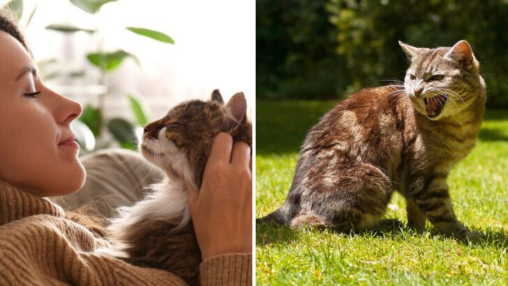 5 Reasons Why Cats Are the Best & 5 Reasons They Might Not Be for You