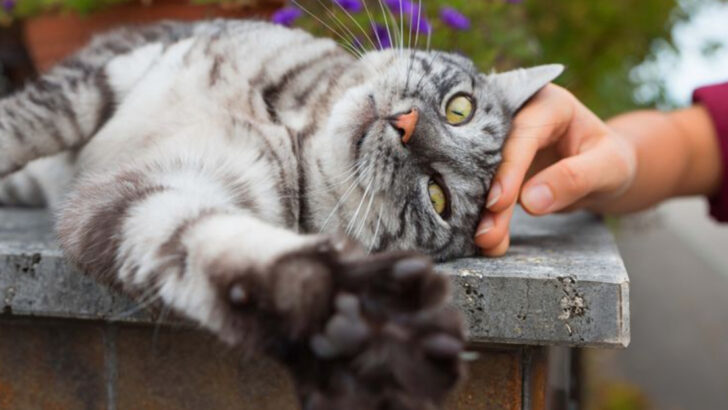 5 Things People Get Wrong About Cats & 5 That Are Actually True