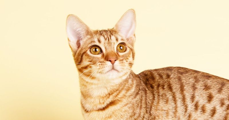 5. Ocicat