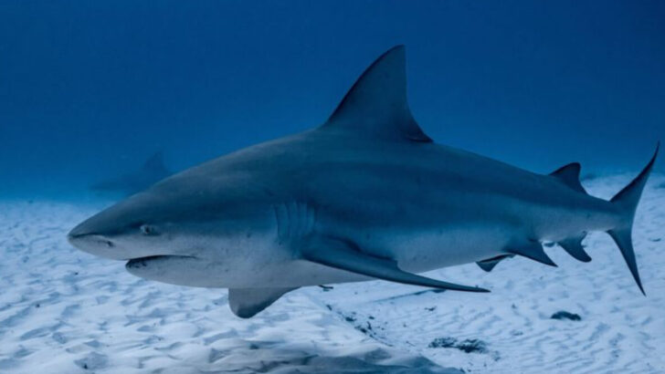 6 Animals That Evolved to Hunt Humans & 6 That Seek Your Friendship
