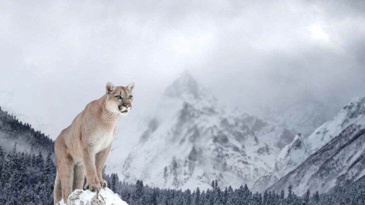6 Big Cats That Go Solo & 1 That Hunts in Groups