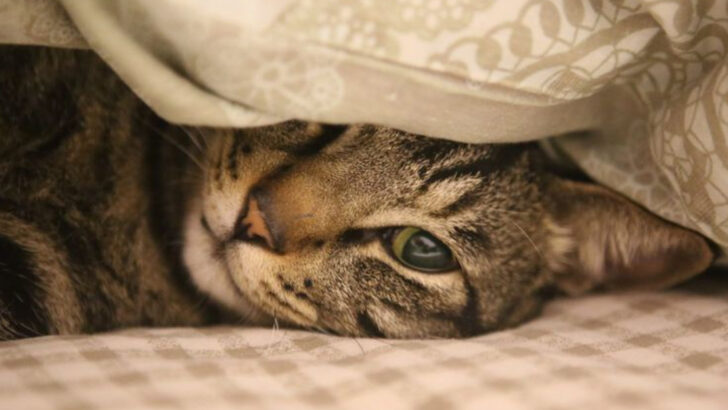 6 Clear Signs Your Cat Is in Pain & 6 Misleading Signals You Shouldn’t Fear