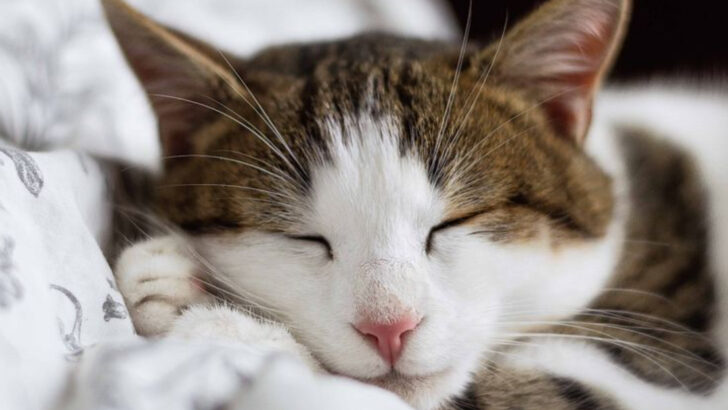 6 Secrets to a Happy, Healthy Cat & 6 Things You Should Never Do