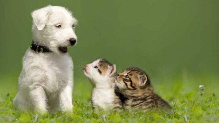 6 Things Cats Do Like Dogs & 4 Things That Set Them Apart