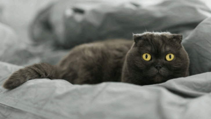 7 Anti-Social Cat Breeds & 7 That Can’t Get Enough Cuddles
