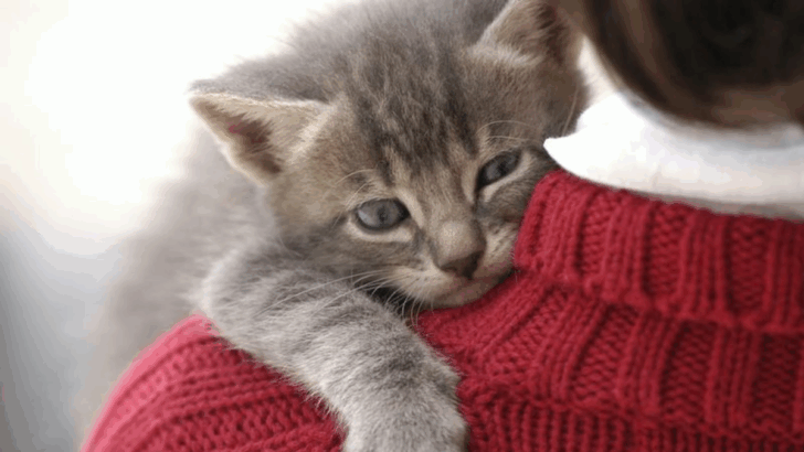 7 Signs Your Cat Is Bonded to You For Life & 7 That Show They Need Time