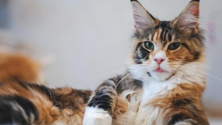 7 Cat Breeds That Bring Big Personality — and Some Extra Drama