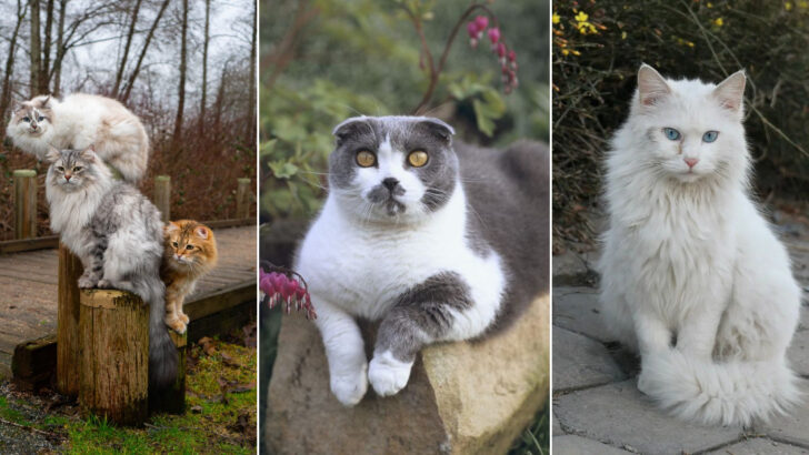 7 Cats That Could Win Pageants & 7 That Belong in the Jungle