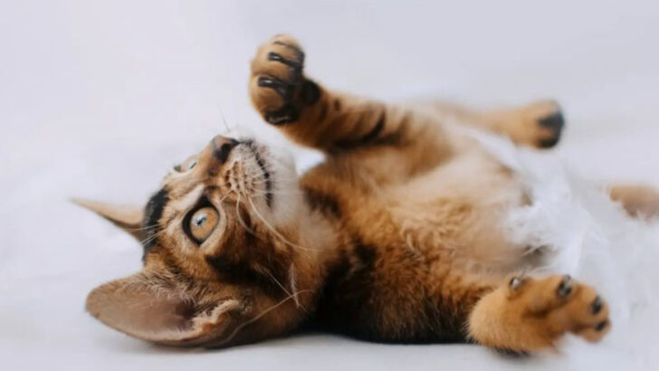 7 Cats Too Wild to Handle & 7 Low-Stress Breeds You’ll Adore