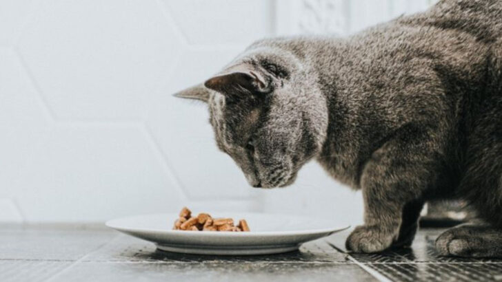7 Clear Signs It’s Time to Switch Your Cat’s Food