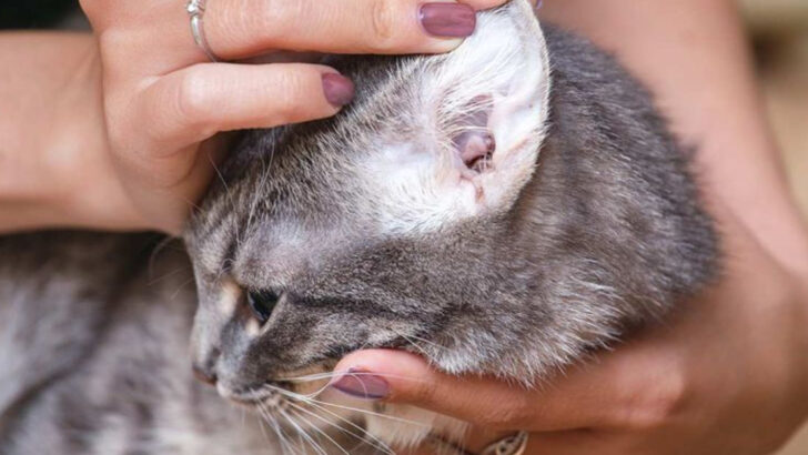 7 Common Cat Parasites You Need to Know About — And How They Could Put You and Your Family at Risk