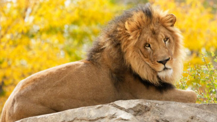 7 Majestic Big Cats You Can Save & 7 We Might Lose Forever