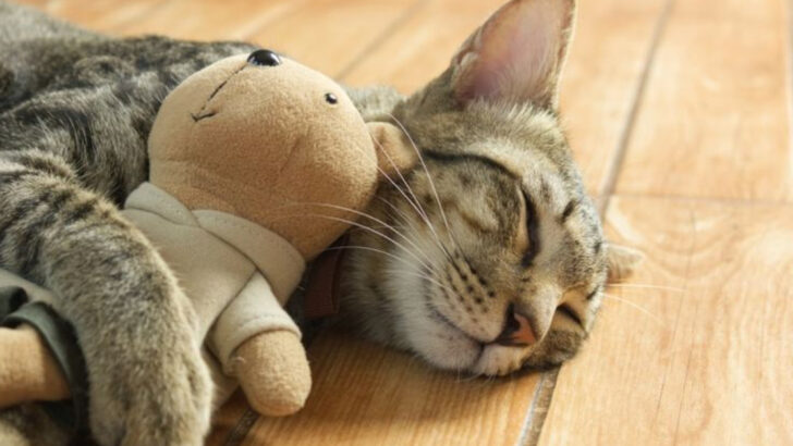 7 Positive Cat Habits & 7 That Might Raise Red Flags