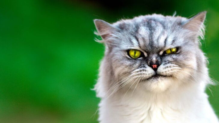 7 Reasons Why ‘Mean’ Cats Have Us Under Their Spell