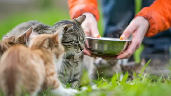 7 States Where Cats Struggle to Find Homes & 7 Where They’re Always Welcome
