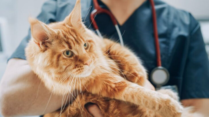 7 Surprising Expenses You’ll Face with a Chronically Ill Cat