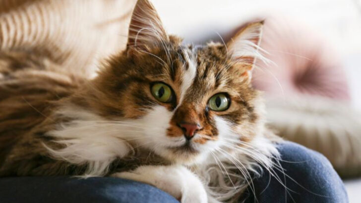 7 Sweethearts of the Cat World & 4 That Bring the Drama