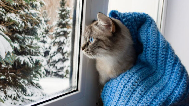 7 Things You Wish You Knew About Cat Depression & 4 Signs It’s Happening Now