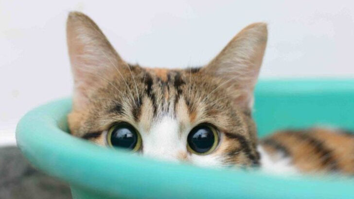 7 Things Your Cat Hates About You & 4 That Keep Her Coming Back
