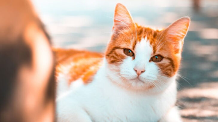 7 Well-Behaved Cats & 7 That Are Wild and Free
