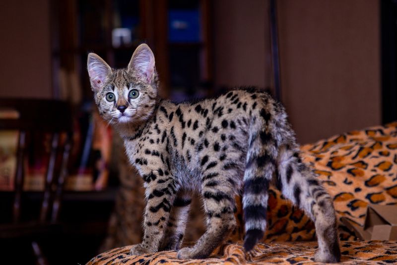 7. Savannah