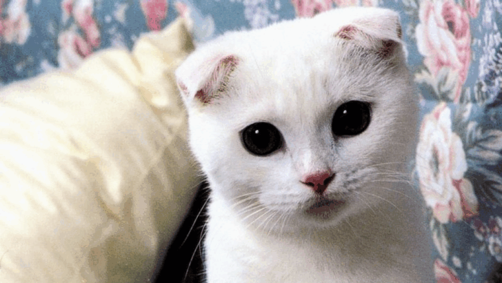 8 Adorable Cats That Bring Joy Without the Hassle